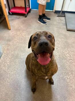 Mixed Breed Dogs Available for Adoption in Ocala, Florida - Daisy Girl | PetCurious