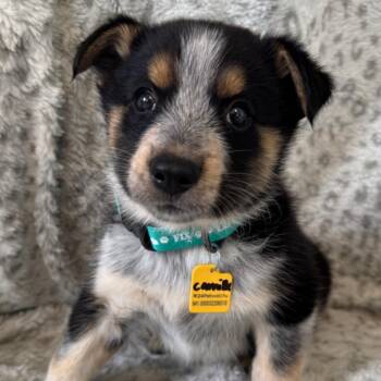 Camille -  Husky and Cattle Dog Dog for Adoption in Tacoma, Washington - Camille | PetCurious