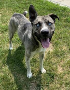 BRADY -  Siberian Husky and Mixed Breed Dog for Adoption - BRADY | PetCurious