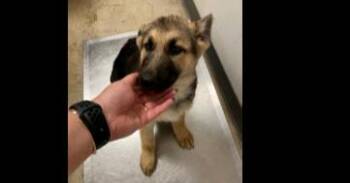 German Shepherd Dog Dogs Available for Adoption - Detective Litter: Jessica Fletcher | PetCurious