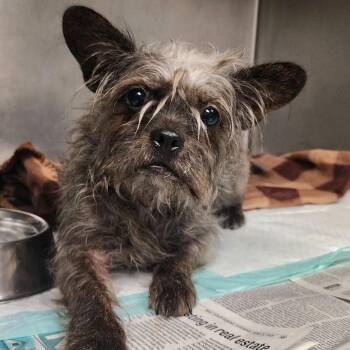 Toto -  Mixed Breed Dog for Adoption in Charleston, West Virginia - Toto | PetCurious