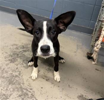 SHILOH -  Border Collie Dog for Adoption in Tallahassee, Florida - SHILOH | PetCurious