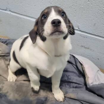 BREE 2076 -  Mixed Breed Dog for Adoption in Loxahatchee Groves, Florida - BREE 2076 | PetCurious