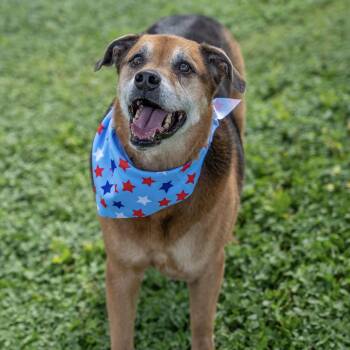 Twix JuM -  Rottweiler and Shepherd Dog for Adoption in Austin, Texas - Twix JuM | PetCurious