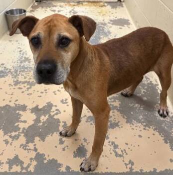 Emerson -  Cane Corso and Mixed Breed Dog for Adoption in West Memphis, Arkansas - Emerson | PetCurious