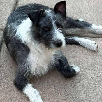 Schnauzer and Jack Russell Terrier Dogs Available for Adoption in San Diego, California - VICKY | PetCurious
