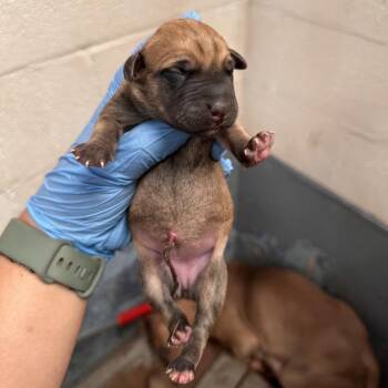 Ram pup 3 -  Shepherd Dog for Adoption in Edinburg, Texas - Ram Pup 3 | PetCurious