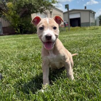 Calf -  Mixed Breed Dog for Adoption in Mcpherson, Kansas - Calf | PetCurious