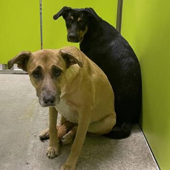 SPWA-Stray-149302 -  Shepherd and Mixed Breed Dog for Adoption in Spokane, Washington - SPWA-Stray-149302 | PetCurious