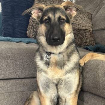 German Shepherd Dog and Great Pyrenees Dogs Available for Adoption - Maya | PetCurious