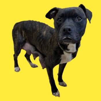 Pit Bull Terrier and Mixed Breed Dogs Available for Adoption - TUSC-Stray-83273 | PetCurious