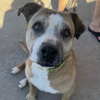 American Bulldog and Mixed Breed Dogs Available for Adoption in Spring Hill, Kansas - Morwen | PetCurious