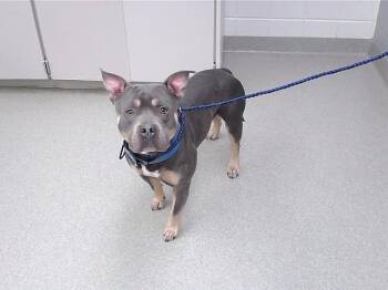 KETCHUP -  American Bulldog and Mixed Breed Dog for Adoption in Omaha, Nebraska - KETCHUP | PetCurious