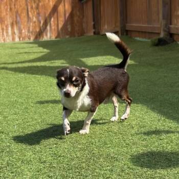 Rescue Chihuahua Dogs for Adoption in Saint George, Vermont - Dumpling | PetCurious