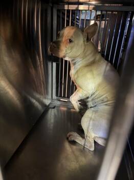 Mixed Breed Dogs Available for Adoption - POPPA | PetCurious