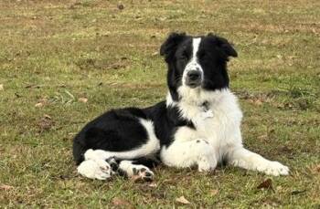 Sherlock -  Border Collie Dog for Adoption in Port St. Joe, Florida - Sherlock | PetCurious