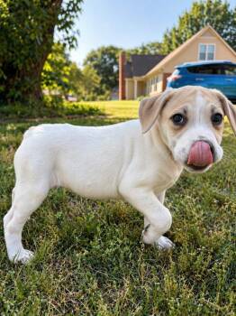Labrador Retriever Dogs Available for Adoption in Princeton, Massachusetts - Marlo | PetCurious