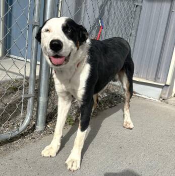 61771831 -  Border Collie Dog for Adoption in Elko, Nevada - 61771831 | PetCurious