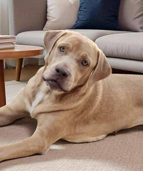 Rescue Labrador Retriever and American Staffordshire Terrier Dogs for Adoption in Houston, Texas - Ginger Ale | PetCurious