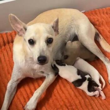 WAGAMAMA -  Chihuahua Dog for Adoption in Waterford, New Jersey - WAGAMAMA | PetCurious