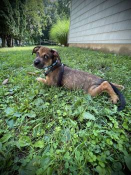 Bilberry (TN B Litter) -  Labrador Retriever and Beagle Dog for Adoption in Brewster, New York - Bilberry (TN B Litter) | PetCurious