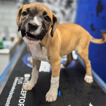 Hound Dogs Available for Adoption in Wahiawa, Hawaii - Aquarius | PetCurious
