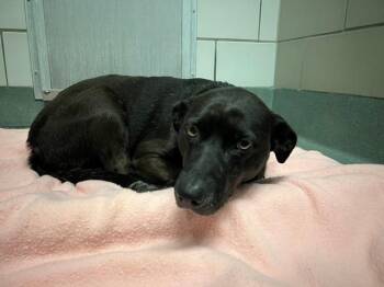 LYLA -  Labrador Retriever Dog Available for Adoption in Baytown, Texas - LYLA | PetCurious