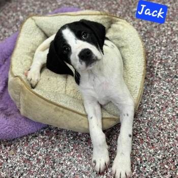 Rescue Jack Russell Terrier and Beagle Dogs for Adoption in Wheelersburg, Ohio - Jack | PetCurious