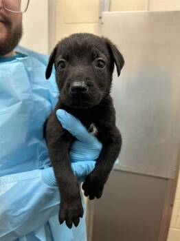 OSITO -  German Shepherd Dog Dog for Adoption in San Antonio, Texas - OSITO | PetCurious