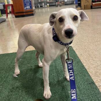 Mixed Breed Dogs Available for Adoption in Midland, Texas - FWT Yogi | PetCurious