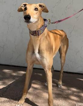 Greyhound Dogs Available for Adoption in Coon Rapids, Minnesota - Mario | PetCurious