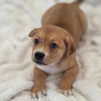Charlie JuM -  Shepherd and Mixed Breed Dog for Adoption in Austin, Texas - Charlie JuM | PetCurious