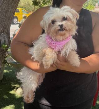 Maltese Dogs Available for Adoption in Temecula, California - Morgan | PetCurious