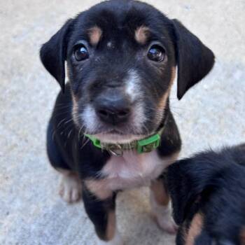 Katydid -  Terrier and Mixed Breed Dog for Adoption in Cabot, Arkansas - Katydid | PetCurious