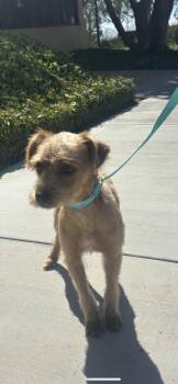 Rescue Wirehaired Terrier and Wheaten Terrier Dogs for Adoption in New Haven, Connecticut - Scruffy | PetCurious