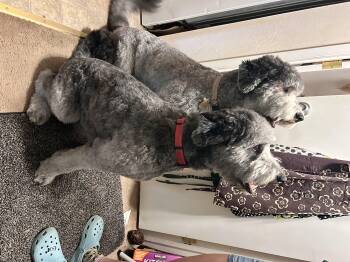 Rescue Old English Sheepdog and Poodle Dogs for Adoption in Ramona, California - Kevin And Dwayne | PetCurious