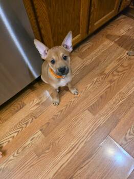 Pretzel -  Boxer and Pit Bull Terrier Dog for Adoption in Minneapolis, Minnesota - Pretzel | PetCurious