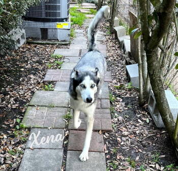 Rescue Siberian Husky Dogs for Adoption in Houston, Texas - Xena #blue-eyed-beauty | PetCurious