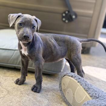 Doberman Pinscher and Pit Bull Terrier Dogs Available for Adoption in Lincoln, California - Porsche  | PetCurious
