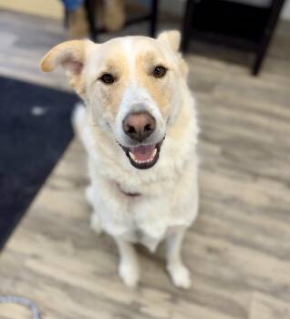 Great Pyrenees and German Shepherd Dog Dogs Available for Adoption in Sonora, California - Komet | PetCurious