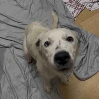 Haven -  Australian Shepherd and Mixed Breed Dog for Adoption in Spokane, Washington - Haven | PetCurious