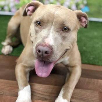 Rescue American Staffordshire Terrier Dogs for Adoption in Longview, Texas - Connie | PetCurious