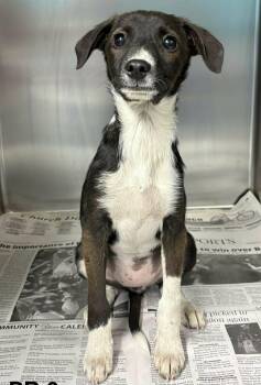 Terrier Dogs Available for Adoption in Newport, Tennessee - Alabama Blaze | PetCurious