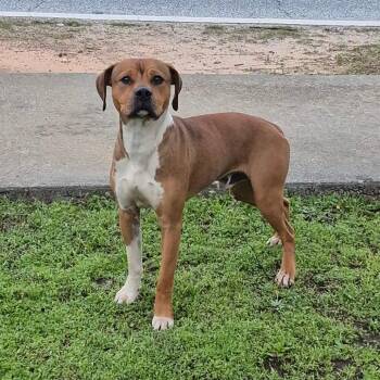 Mixed Breed Dogs Available for Adoption - 03/05/2026-Stray-2ndAvenue-2 | PetCurious