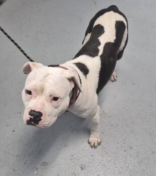 Ic-13 -  American Bully Dog for Adoption in Lawrenceville, Georgia - Ic-13 | PetCurious