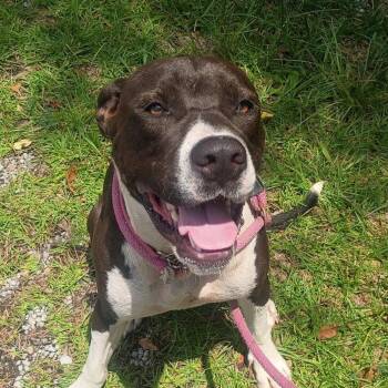 Cosmo Hope  Lower Fee -  Terrier Dog for Adoption in Locust Fork, Alabama - Cosmo Hope  Lower Fee | PetCurious