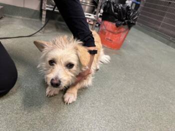 Mixed Breed Dogs Available for Adoption in Santa Fe, New Mexico - BARNABY | PetCurious