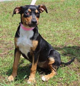 Shepherd Dogs Available for Adoption in Prattville, Alabama - Daisy 43464 | PetCurious