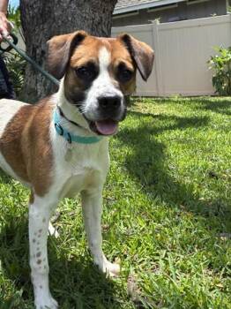 Terrier and Mixed Breed Dogs Available for Adoption in Honolulu, Hawaii - Bart | PetCurious