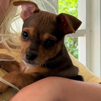 Dash -  Dachshund and Chihuahua Dog for Adoption in Kansas City, Missouri - Dash | PetCurious